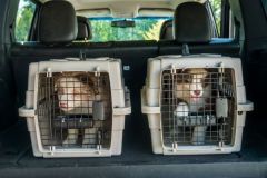 Zuercher-Tierschutz_15-Wochen-Regel_Transport