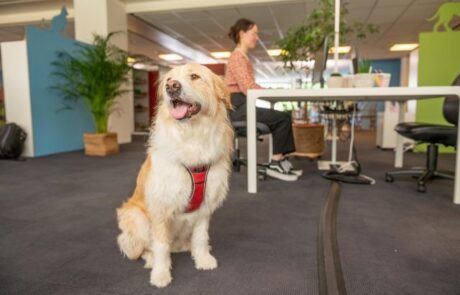 Dogs on Board – für hundefreundliche Arbeitsplätze
