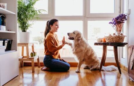 Bei Regen, Eis und Schmuddelwetter: Hunde in den vier Wänden richtig beschäftigen