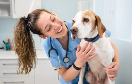 Tiere ganzheitlich behandeln