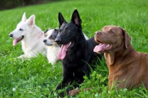 Hundeportraits unserer Clubmitglieder