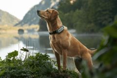 Tractive-DOG-XL-Adventure-Edition-DE