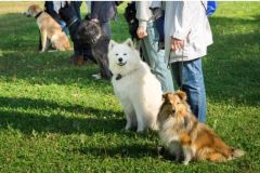 Hundekurs-Obligatorisch-ZH