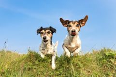 Key-Visual-Tag-des-Hundes-2048x1367