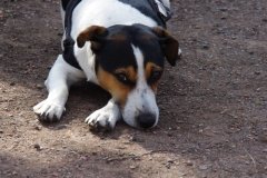csm_IVH-Hund_doest_482b87cdb9