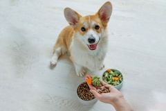 Dog food. Food for animals. Beautiful corgi eats food.