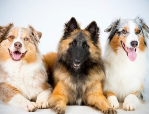 Richtige Pflege beim Fellwechsel