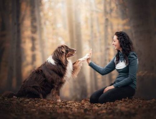 Wer Hundekot einsammelt, schützt die Umwelt