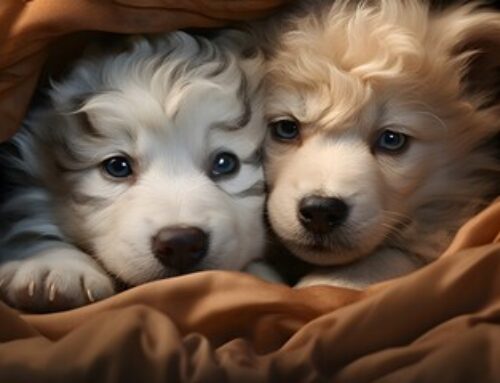 Was tun, wenn der Liebling nicht mit in den Urlaub kann?