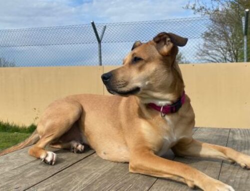 Hallo ich bin Piper (Zuhause gesucht)