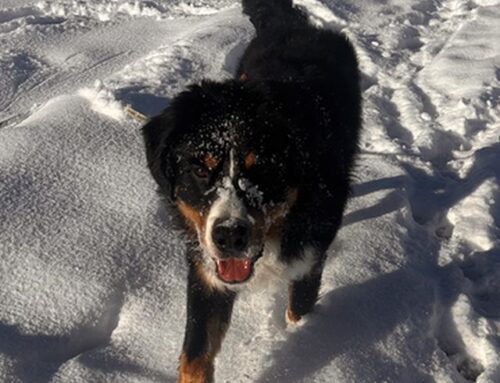 Milo – feinfühliger Charmeur