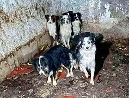 Gerettete Seelen aus den „Horrorhöfen“