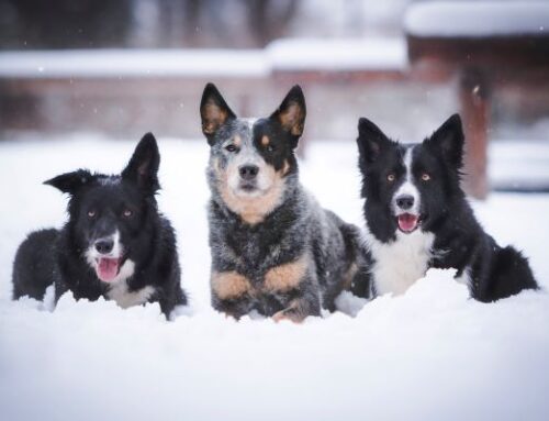 Wintervorbereitung für Haustiere
