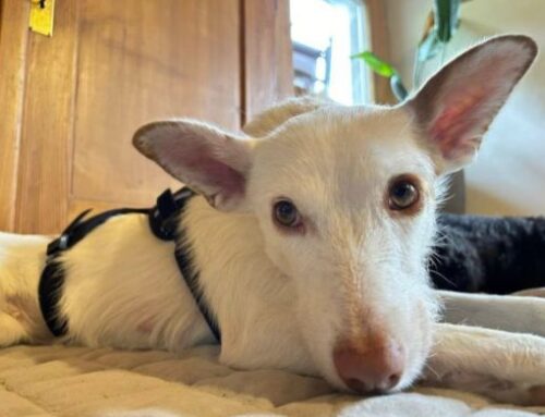 Fina – Podenco aus Spanien