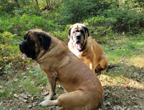 Der Mastiff – Sanfter Riese mit wachsamer Seele
