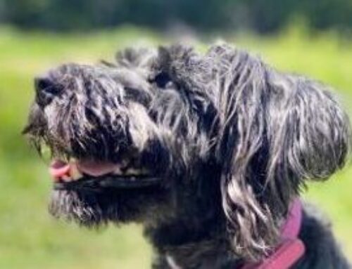 Grace unser Zwergschnauzer