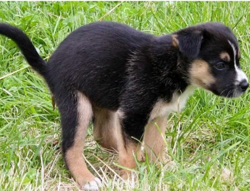 Parasiten: Warum das Einsammeln von Hundekot so wichtig ist
