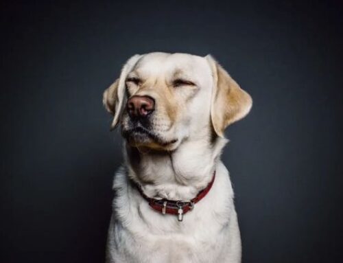 Kauknochen vermutlich Ursache für „Werwolf-Syndrom“