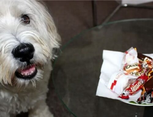 Pfötchen weg vom Weihnachtsteller!