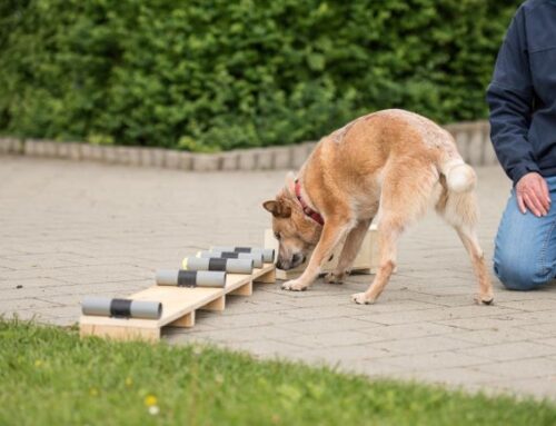 Plausch- Hundemilitary von Hof zu Hof