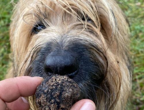 Trüffelsuche Grundkurs