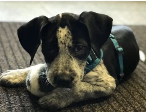 Puppy-Yoga – falsch verstandene Tierliebe