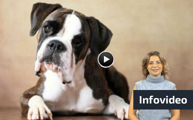 Dogissima.ch Infovideo
