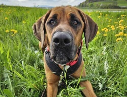 Kiara – sucht Zuhause bei einem Hundeprofi