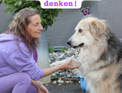 Stellungnahme zum Thema Fall Ramiswil SO von Susi Düsel