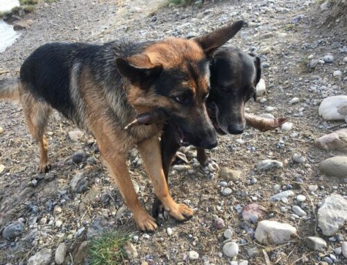 Soll ich einen Tierschutzhund im In- oder Ausland adoptieren?