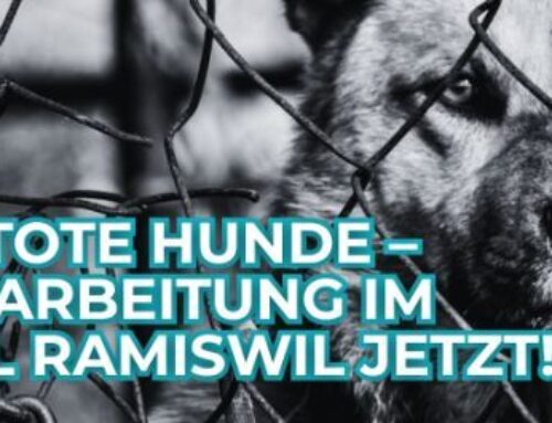 Fall Ramiswil (SO): rund 120 tote Hunde