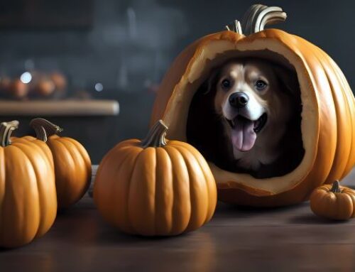 Gruselspass stresst viele Haustiere