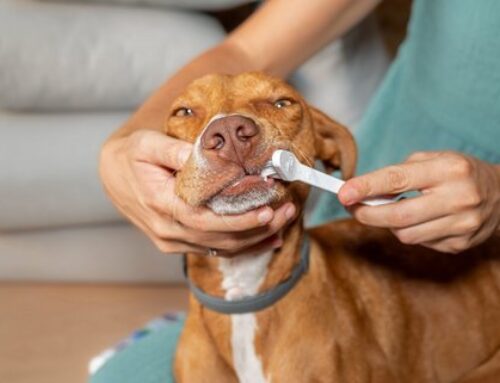 Zähneputzen ist wichtig – auch beim Hund