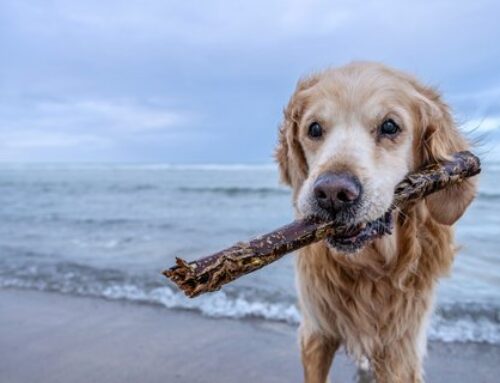 Pfoten im Sand, Wind im Fell