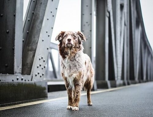 Unbedingt Tierhaftpflicht abschließen