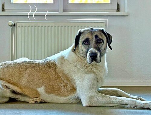 Trockene Heizungsluft schadet Haustieren