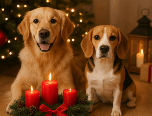 Adventsschmuck – schön für uns, riskant für Haustiere